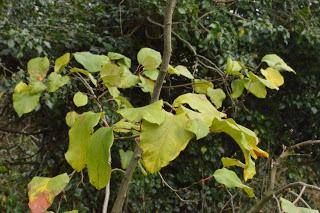 Tree Following - The Quince Perseveres