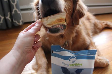 Golden Retriever dog eating Barkworthies Sweet Potato Chips 