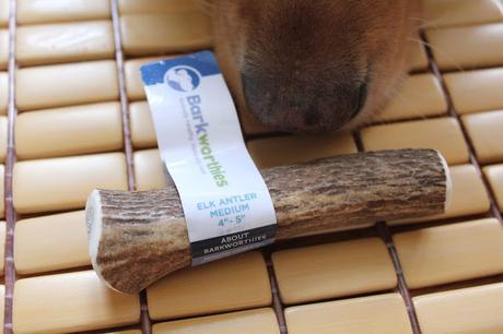 Barkworthies elk antler chew for dogs review and giveaway