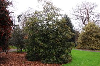 Ilex opaca (07/12/2015, Kew Gardens, London)