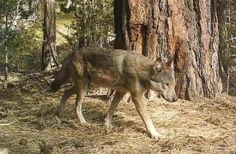 Another gray wolf pack identified in Methow Valley | Exposing the Big Game Another gray wolf pack identified in Methow Valley | Exposing the Big Game