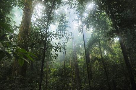 tropical-forest