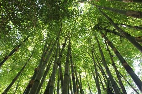 bamboo-trees