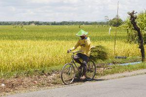 Indonesia_Farmer-on-a-bicycle-01
