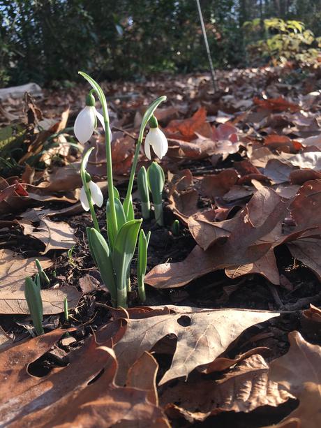 First snowdrops