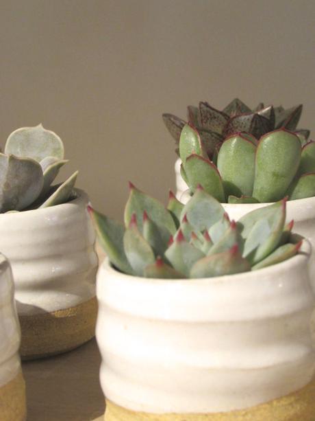 Succulents In Pots By Vermont Based Farmhouse Pottery