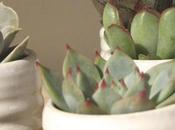 Sunday Bouquet: Succulents Farmhouse Pottery