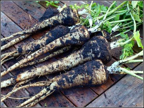 Parsimonious Parsnips