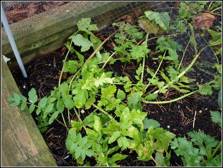 Parsimonious Parsnips