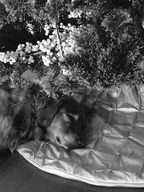golden retriever dog sleeping under christmas tree #blackandwhitesunday