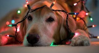 How to keep cats and dogs safe around the Christmas tree