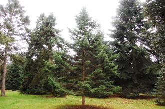 Abies holophylla (07/12/2015, Kew Gardens, London)