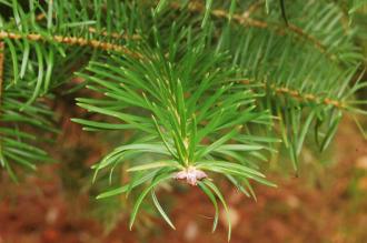 Abies holophylla Leaf (07/12/2015, Kew Gardens, London)