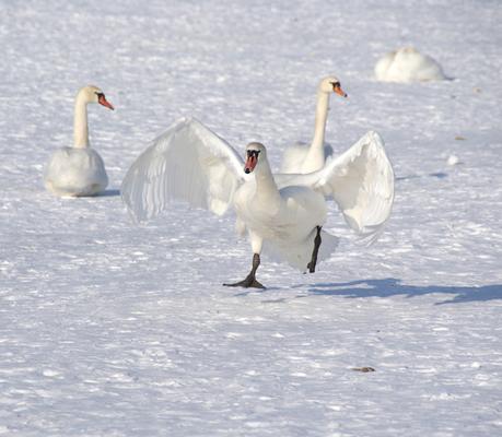 The white swan increases speed before rise