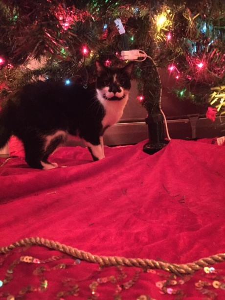 My Cat Is Ruining The Christmas Tree, But I’m Surprisingly Chill About It (…Now)