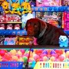 HCTF's best of 2015 (15-11)