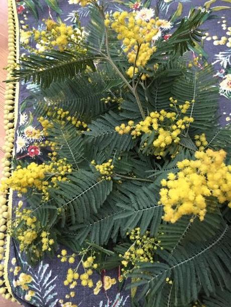 flowering mimosa