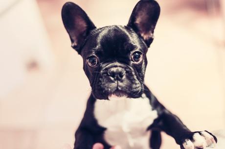 8 Reasons to Have an Office Dog
