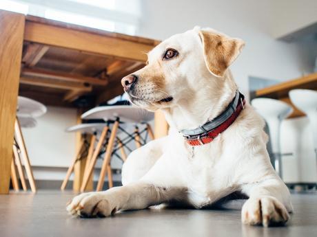 8 Reasons to Have an Office Dog