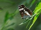 Decline Over Three-quarters Butterfly Species ‘final Warning’, Says Chris Packham
