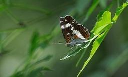 Decline in over three-quarters of UK butterfly species is ‘final warning’, says Chris Packham