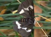Butterflies Decline at Coldwater Farm