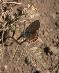 Butterflies Decline at Coldwater Farm