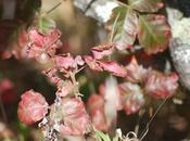 Chaparral Biome: Location, Climate, Plants Animals