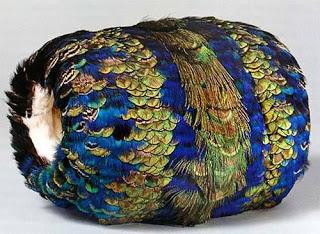 Tuesday 15th December - Too Posh for Pockets