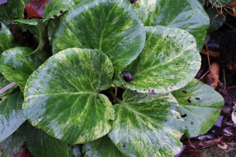 Bergenia cordifolia 'Tubby Andrews'