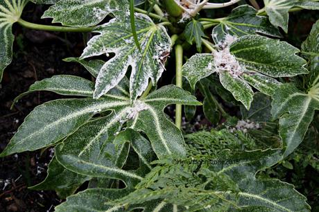 Fatsia japonica 'Spiders Web'