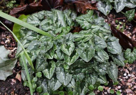 Cyclamen hederifolium