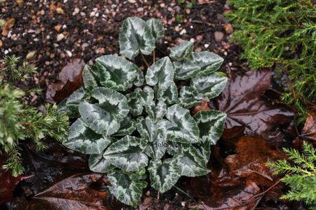 Cyclamen hederifolium