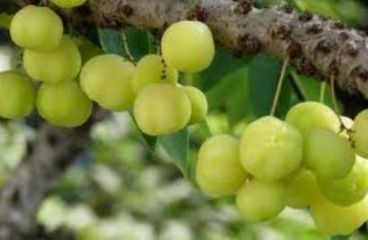 Top 9 Must-try Sri Lankan fruits