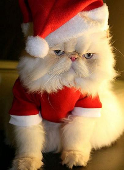 Top 10 Festive Animals Dressed As Santa