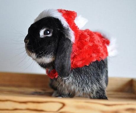 Top 10 Festive Animals Dressed As Santa