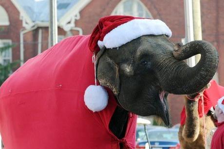 Top 10 Festive Animals Dressed As Santa