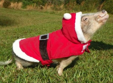 Top 10 Festive Animals Dressed As Santa