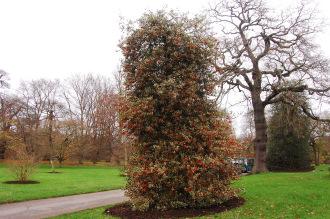 Ilex aquifolium 'Handsworth New Silver' (07/12/2015, Kew Gardens, London)