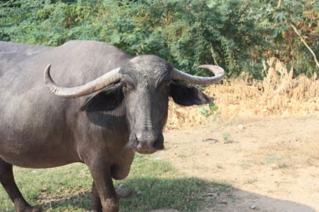 Taken in October of 2015 in Khajuraho