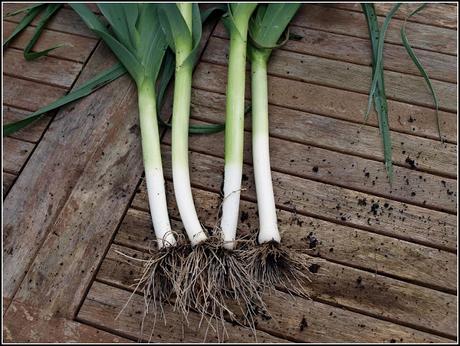 Leek and Potato soup