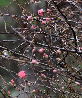 Crow and Quince