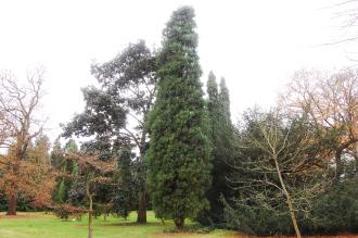 Cupressus duclouxiana (07/12/2015, Kew Gardens, London)