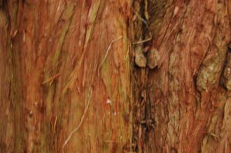 Cupressus duclouxiana Bark (07/12/2015, Kew Gardens, London)