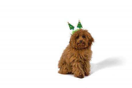 Gift Your Pet a Stress-Free Xmas