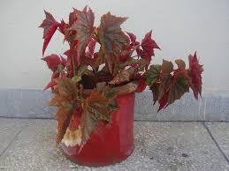 Image result for begonia plant in a plant pot