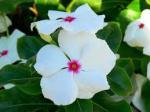 periwinkle