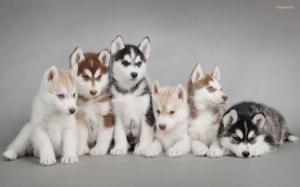 huskies