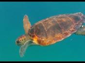 Saving Israel's Turtles (video)