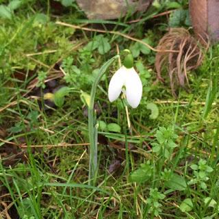 The First Snowdrop